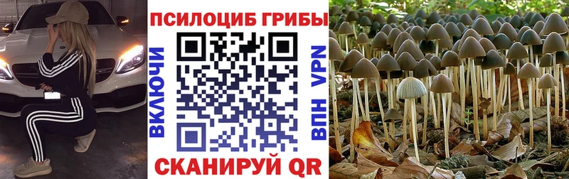 купить наркоту  kraken ссылки  Псилоцибиновые грибы MAGIC MUSHROOMS  Жердевка 